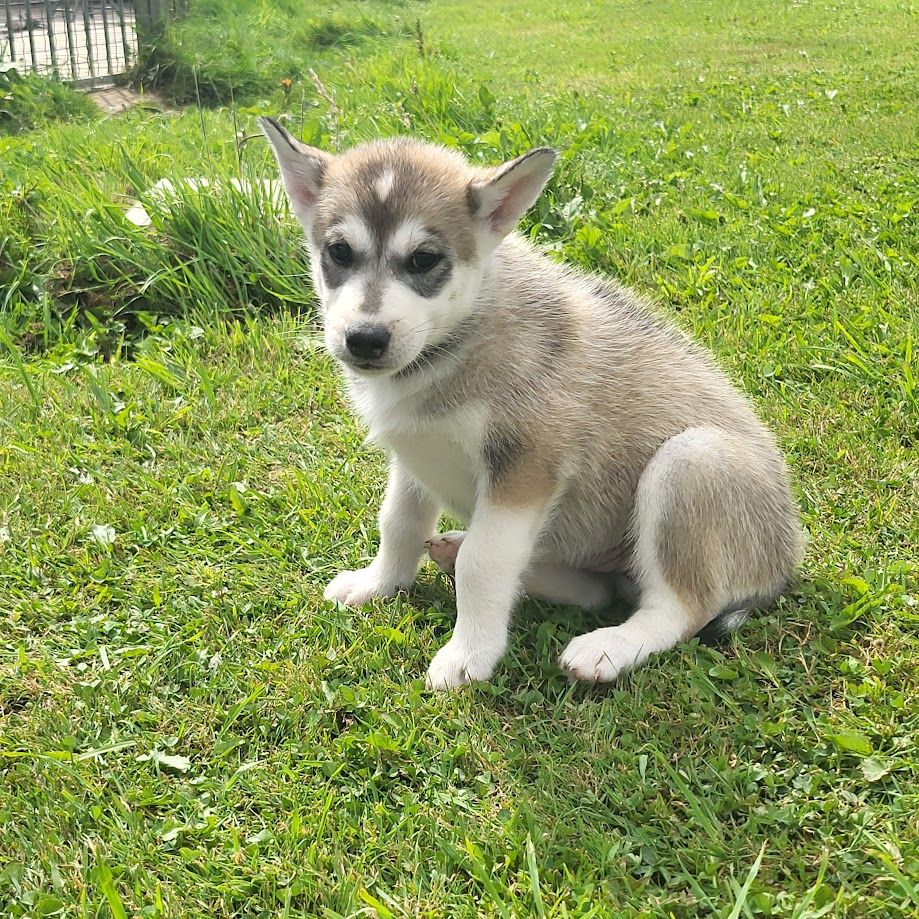 du Menez des Glaziks - Chiot disponible  - Siberian Husky