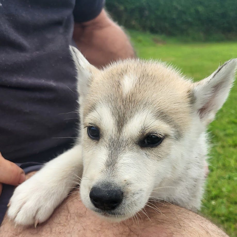 du Menez des Glaziks - Chiot disponible  - Siberian Husky