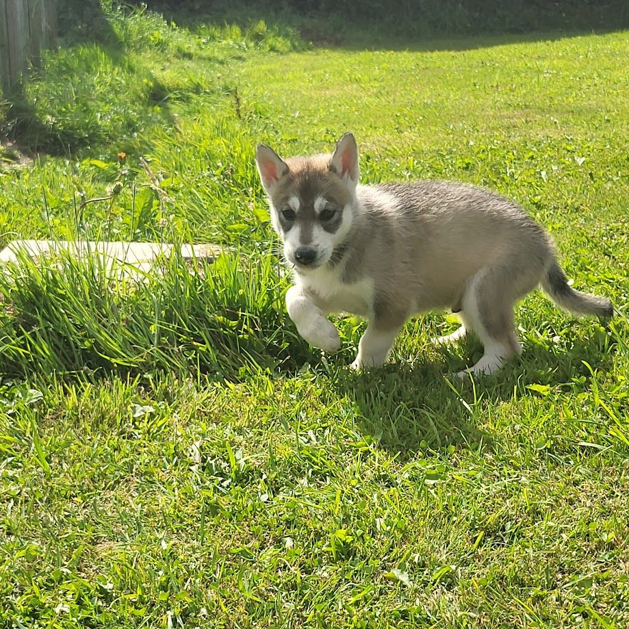 du Menez des Glaziks - Chiot disponible  - Siberian Husky