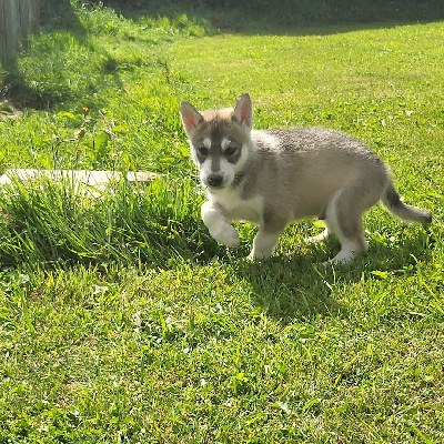 du Menez des Glaziks - Siberian Husky - Portée née le 05/07/2024