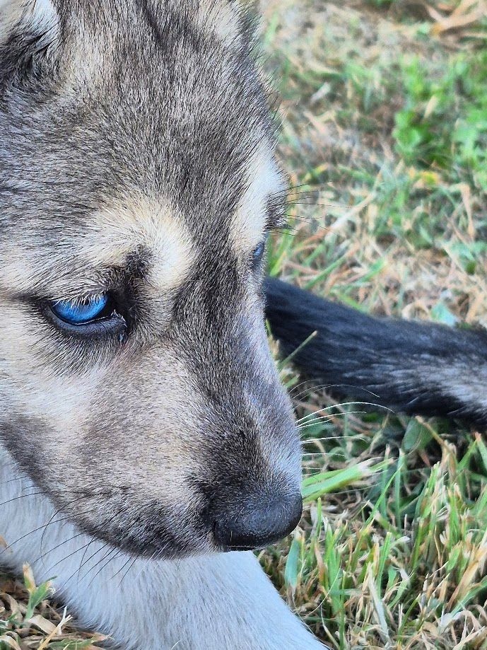 du Menez des Glaziks - Chiots disponibles - Siberian Husky