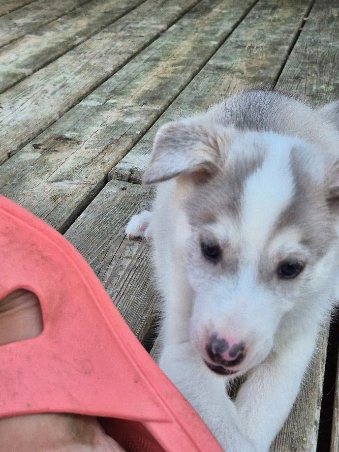 du Menez des Glaziks - Chiots disponibles - Siberian Husky