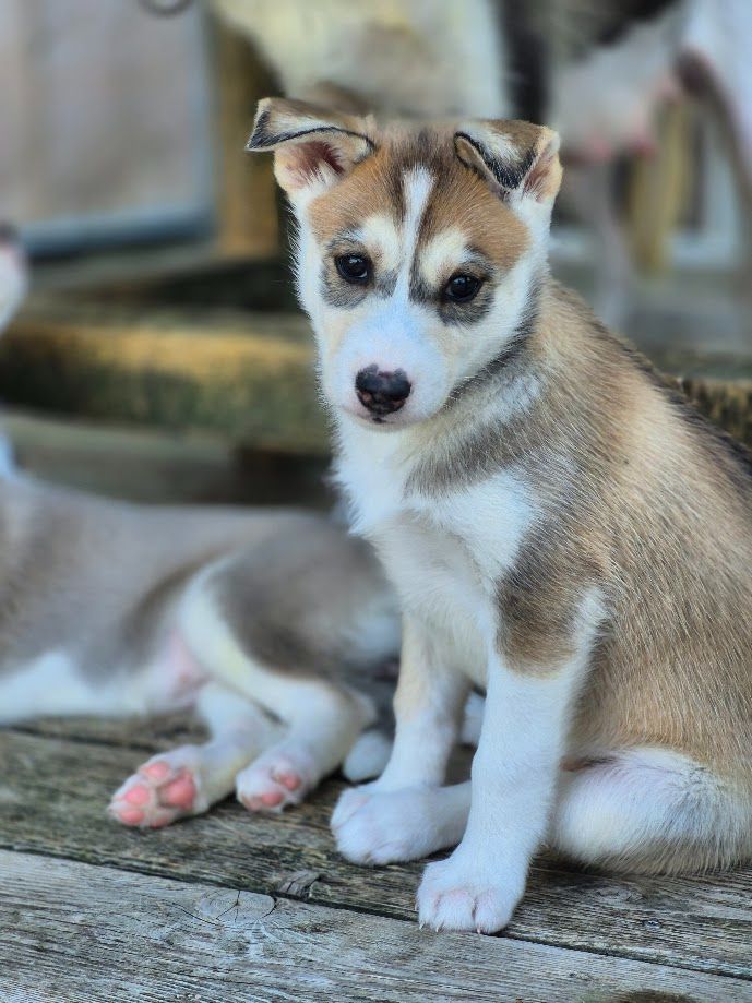 du Menez des Glaziks - Chiots disponibles - Siberian Husky
