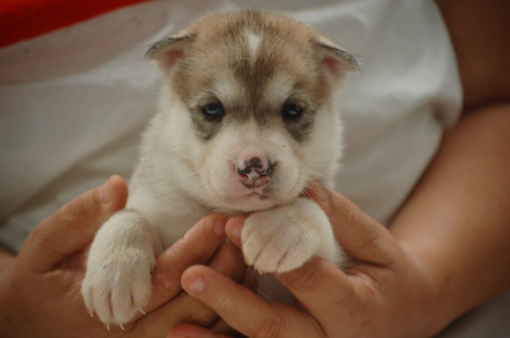 du Menez des Glaziks - Chiots disponibles - Siberian Husky