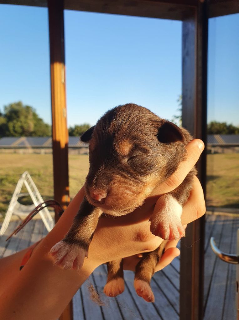 du Menez des Glaziks - Chiots disponibles - Berger Australien