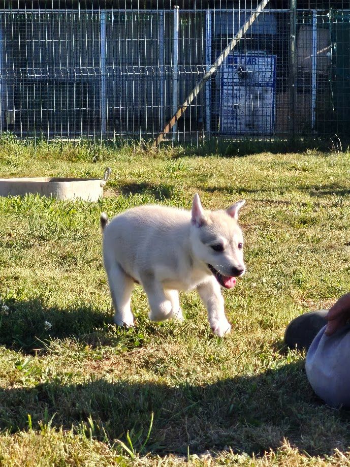 du Menez des Glaziks - Chiots disponibles - Siberian Husky
