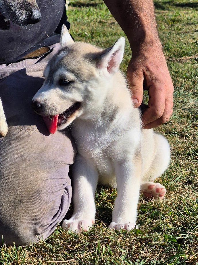 du Menez des Glaziks - Chiots disponibles - Siberian Husky