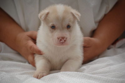 CHIOT