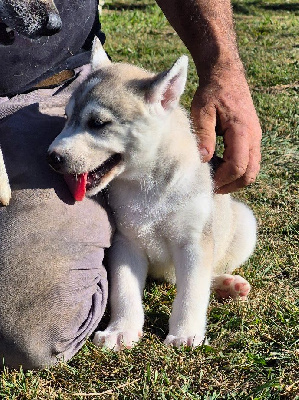 CHIOT 2