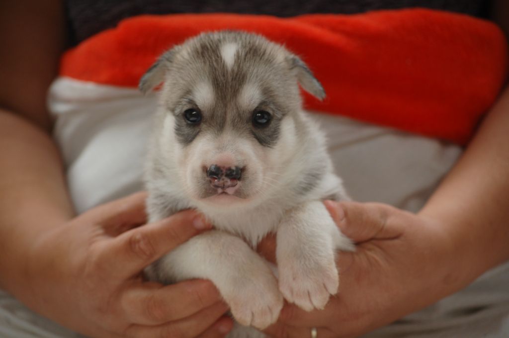 du Menez des Glaziks - Chiots disponibles - Siberian Husky
