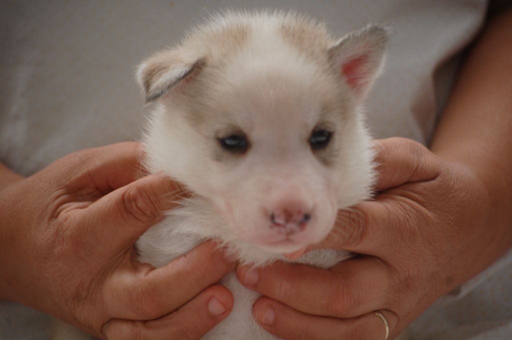 du Menez des Glaziks - Chiots disponibles - Siberian Husky