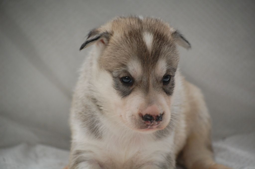 du Menez des Glaziks - Chiots disponibles - Siberian Husky