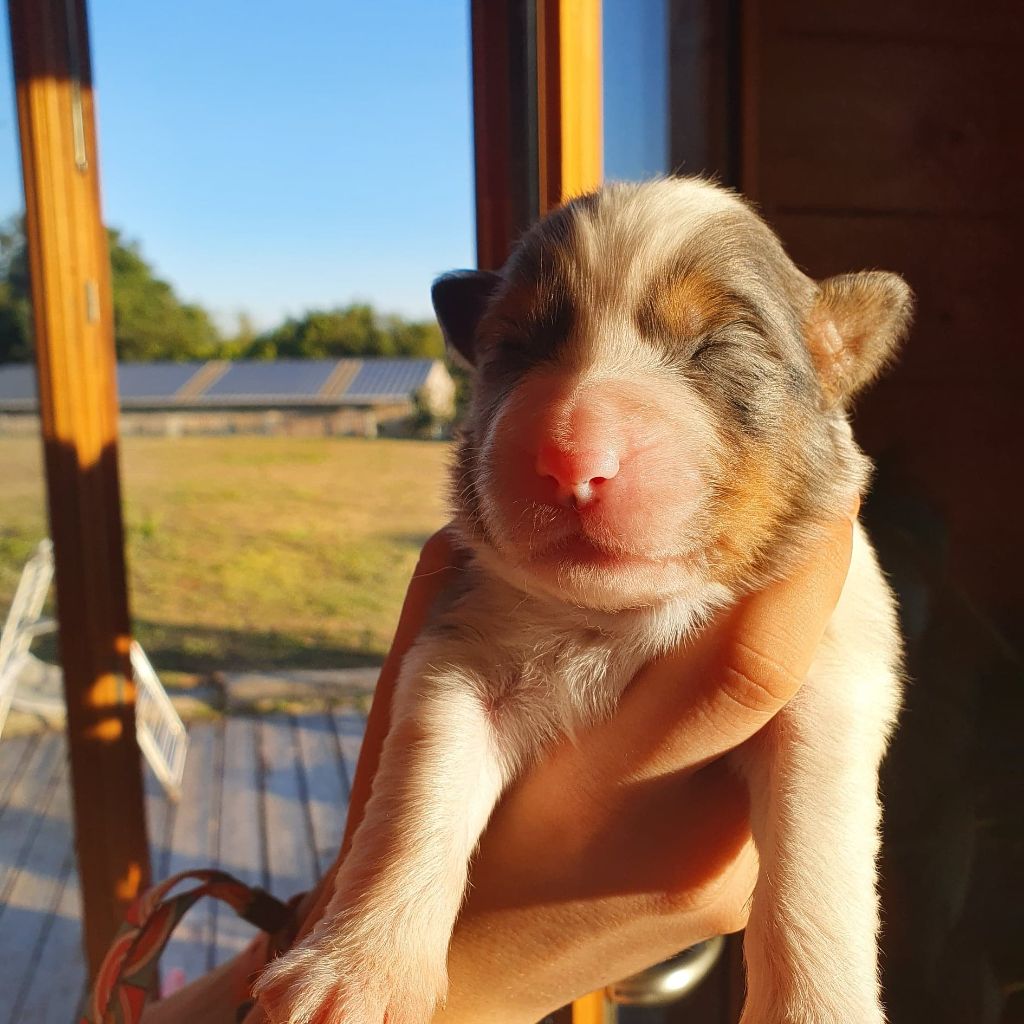 du Menez des Glaziks - Chiots disponibles - Berger Australien